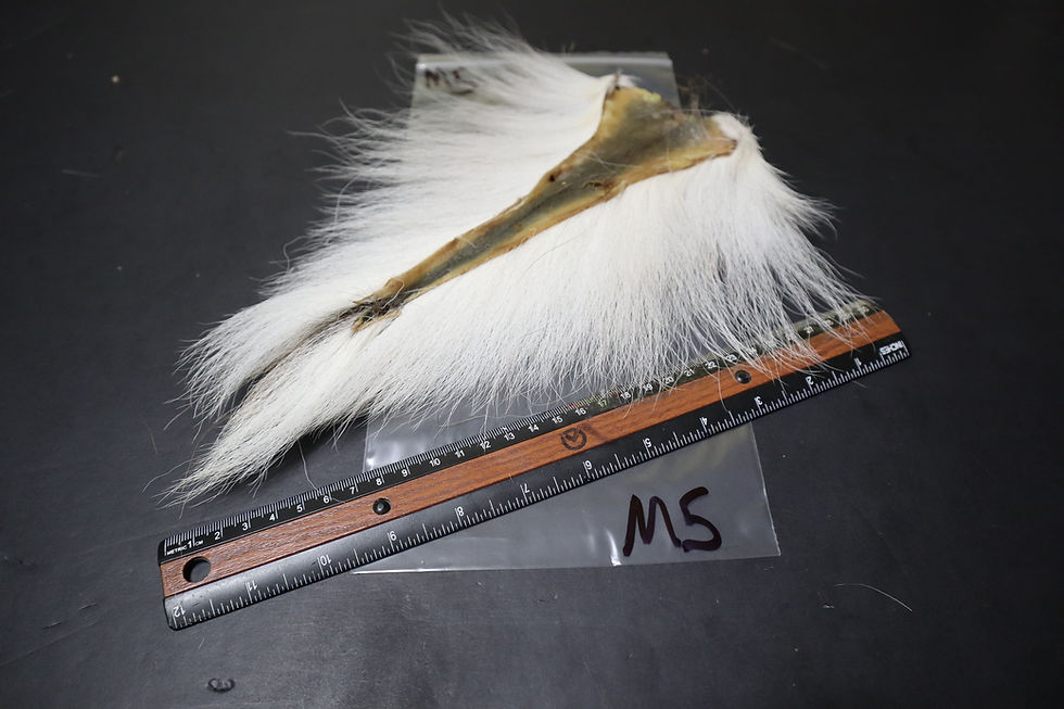 Miniature : Queue De Chevreuil (Cerf de Virginie) du Québec Super Select M1-M15