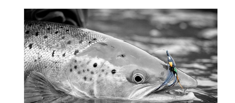 Le Québec gère-t-il… ou achève-t-il son saumon ?