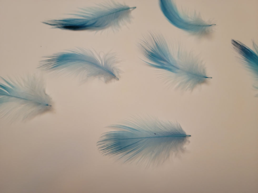 Miniature : Plumes AAA de Héron Teint Blue Doctor