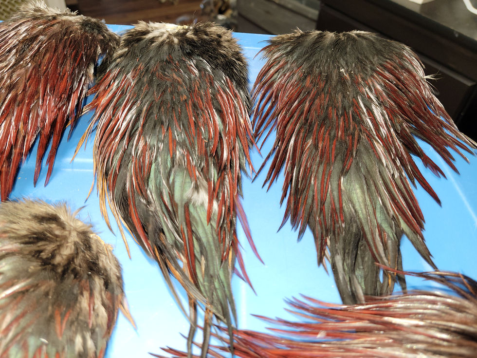 Our Mini Rooster Saddles Super Select AAA Dark Furnace Brown