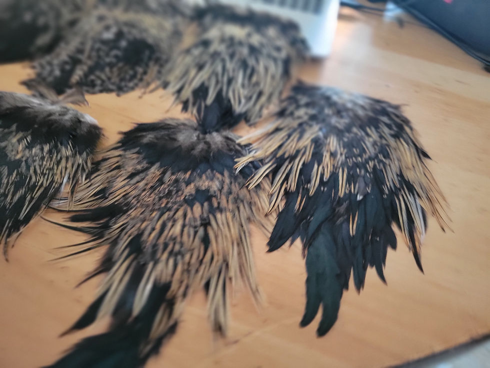 Thumbnail: Small Dark Badger Rooster Saddles