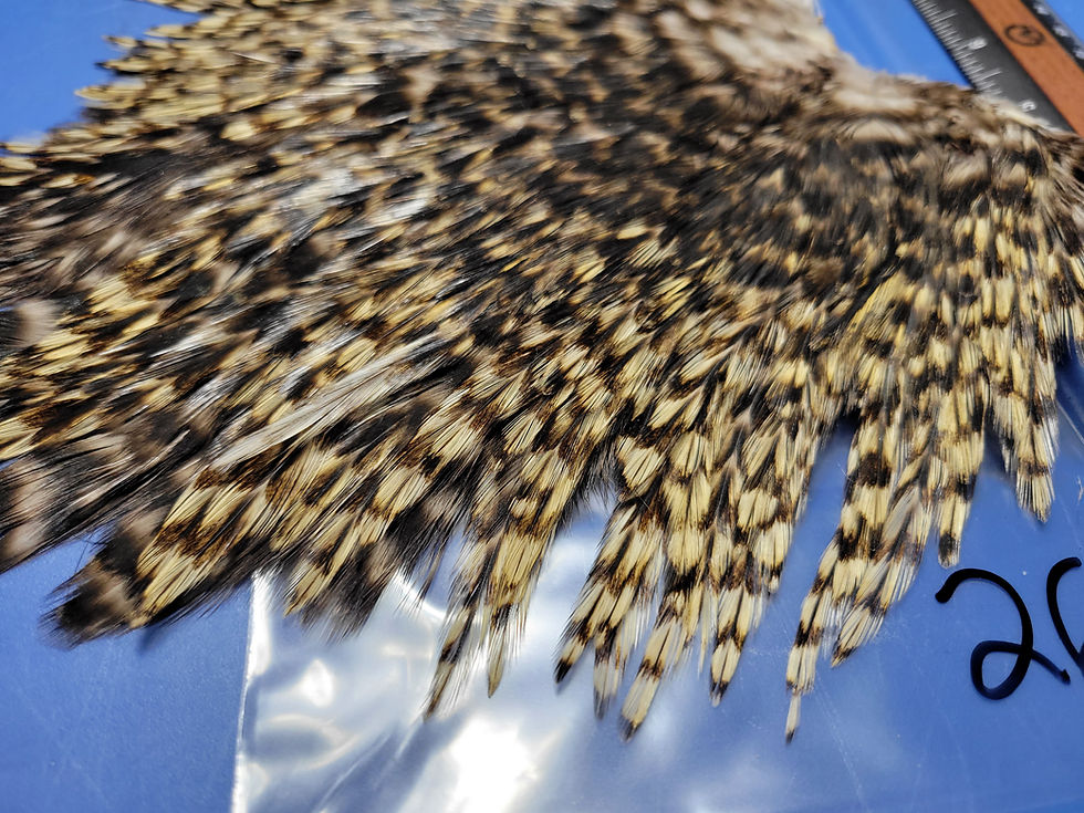 Thumbnail: Our Large Rooster Saddles Super Select AAA Grizzly 22-28