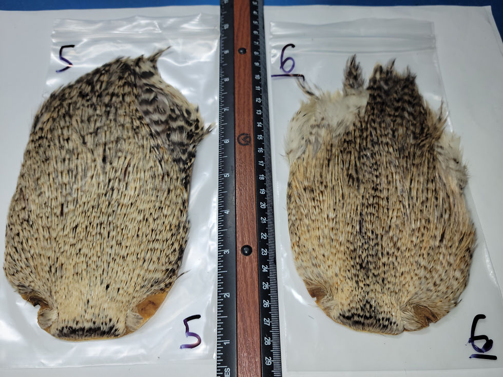 Thumbnail: Cou de Coq Super Select AAA Natural Light Barred Ginger Variant 1-26