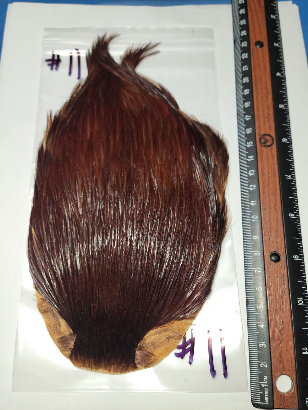 Miniature : Cou de Coq Super Select AAA Naturel Brun Foncé