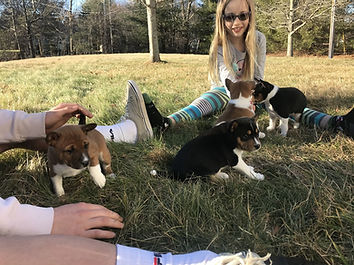 2019_puppies00014.jpg
