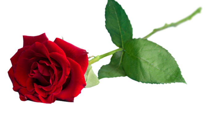 Rosa.png