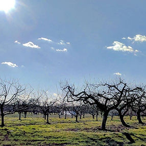 So much promise in an orchard on the first day of Spring...jpg