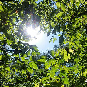 Glorious day for pawpaw pickin! #foraging #pawpaws #maryland #efn