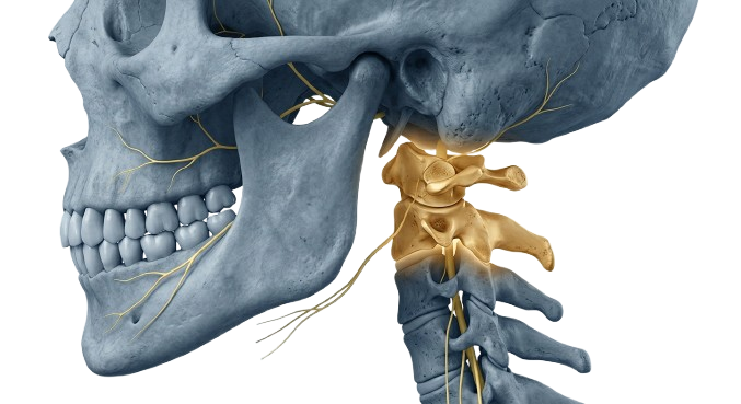 C1 C2 vertebrae cervical spine connection to migraine headaches — chiropractic care at Chiropractic Works Oak Park MI