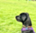 puppy training class 