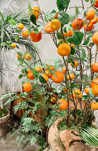 Appelsiinipuu kestokasvi parvekkeelle välimerelliseen tunnelmaan