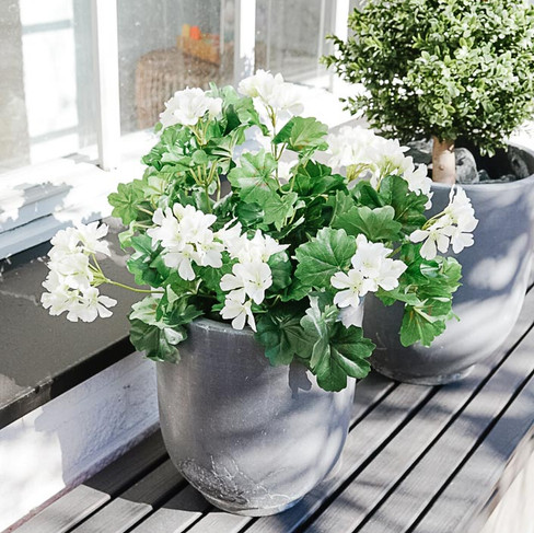 Tekokasvit terassilla – valkoiset pelargoniat 