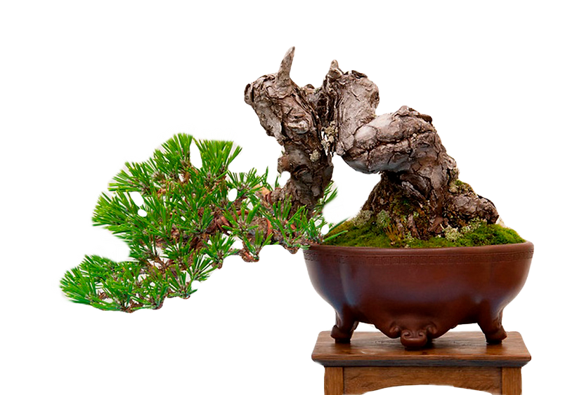 DOMESTIC BONSAI ARGENTINA Caballito Bonsai Puzolana