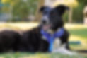 Black and white border collie mix sitting in a green field