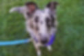 Very pretty gray and black dog with a long nose looking at the camera