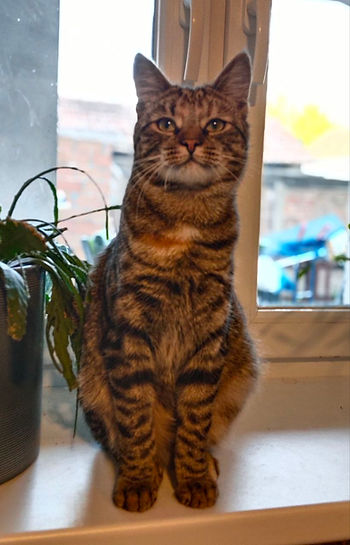 Malou, die Waldvierter Bauernkatz