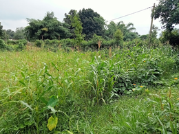 आदिवासी कई तरह से जोंधरी को खाने के लिए उपयोग करते हैं! आइये जानें