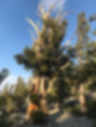 Birslecone Pine.jpg