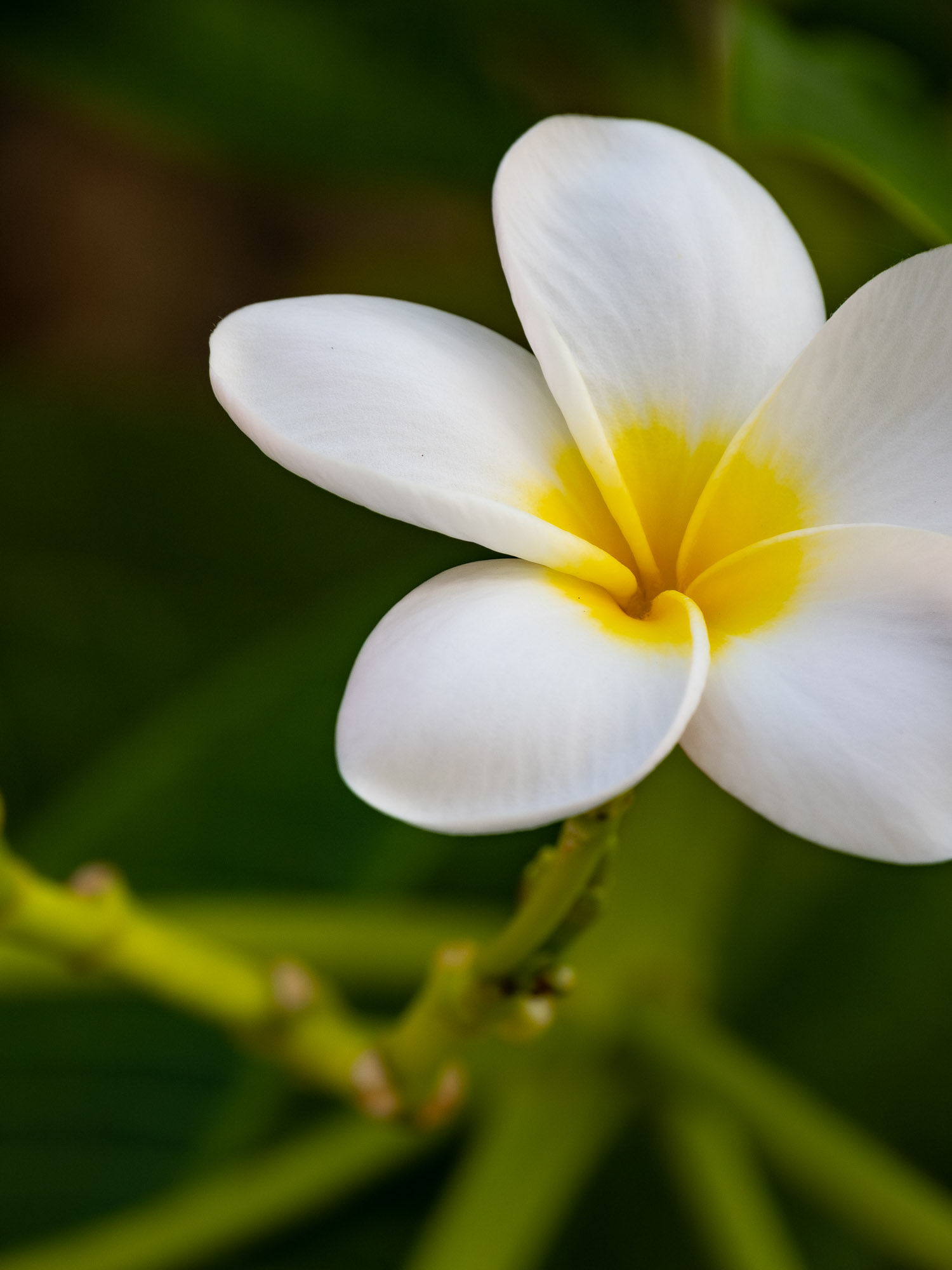 Poise: a single white frangipani flower with a golden center, macro nature photograph from northern Belize