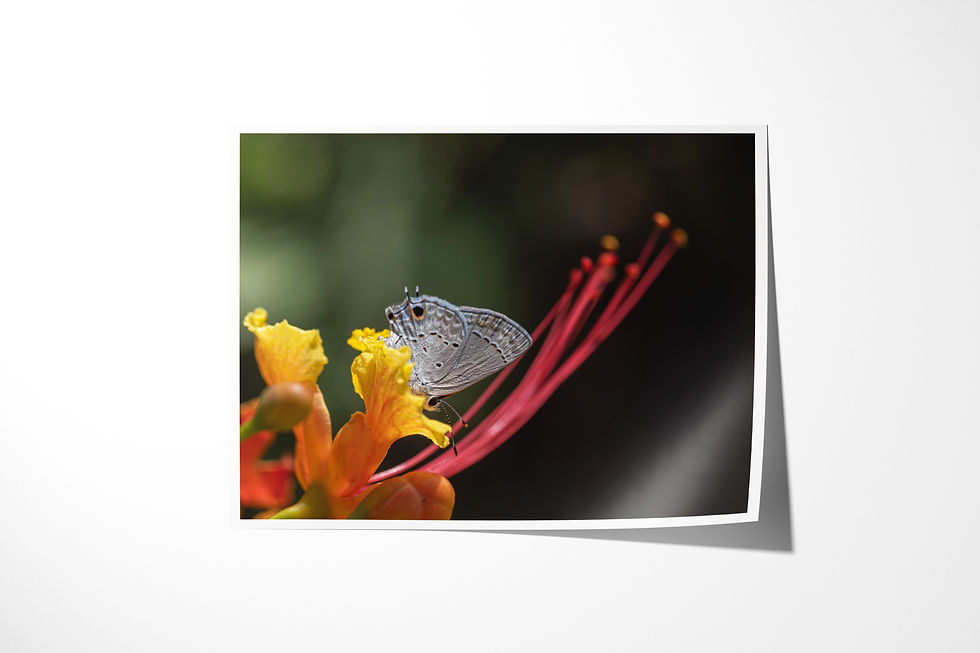 Bluewink unframed fine art print: a tiny ceraunus blue butterfly on red and yellow pride of Barbados flowers