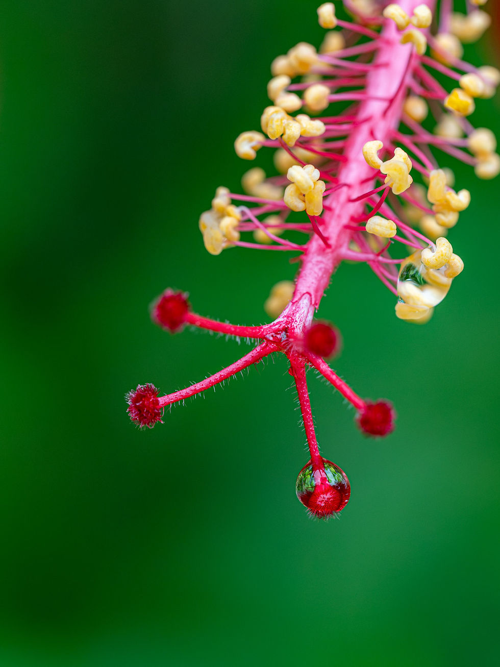 Thumbnail: Pendant: a raindrop hanging from the red center of a hibiscus flower, macro nature photograph from northern Belize