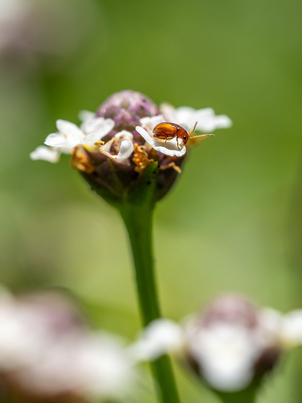 Frogfruit Leaper (Portrait): a tiny copper flea beetle on white frogfruit flowers, macro nature photograph from northern Belize
