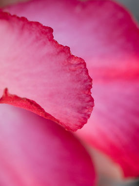 05212025_Macro (1).JPG
