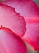 05212025_Macro (1).JPG