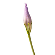 e (11)_edited.png