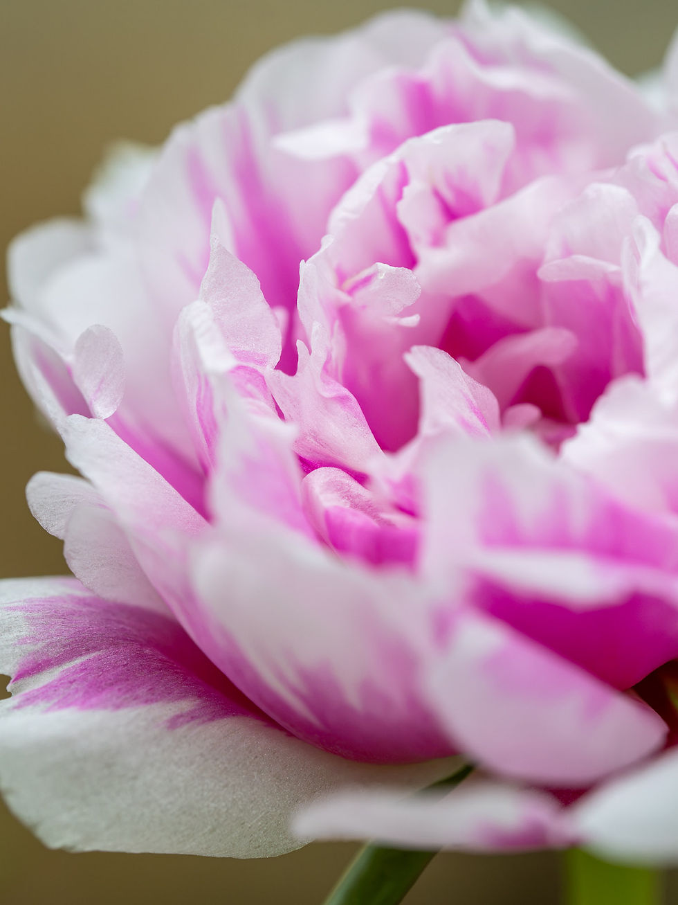 Daydream: ruffled pink moss rose petals in soft focus, macro nature photograph from northern Belize
