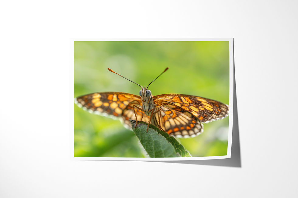 Eye to Eye unframed fine art print: a face-on theona checkerspot butterfly with its wings spread