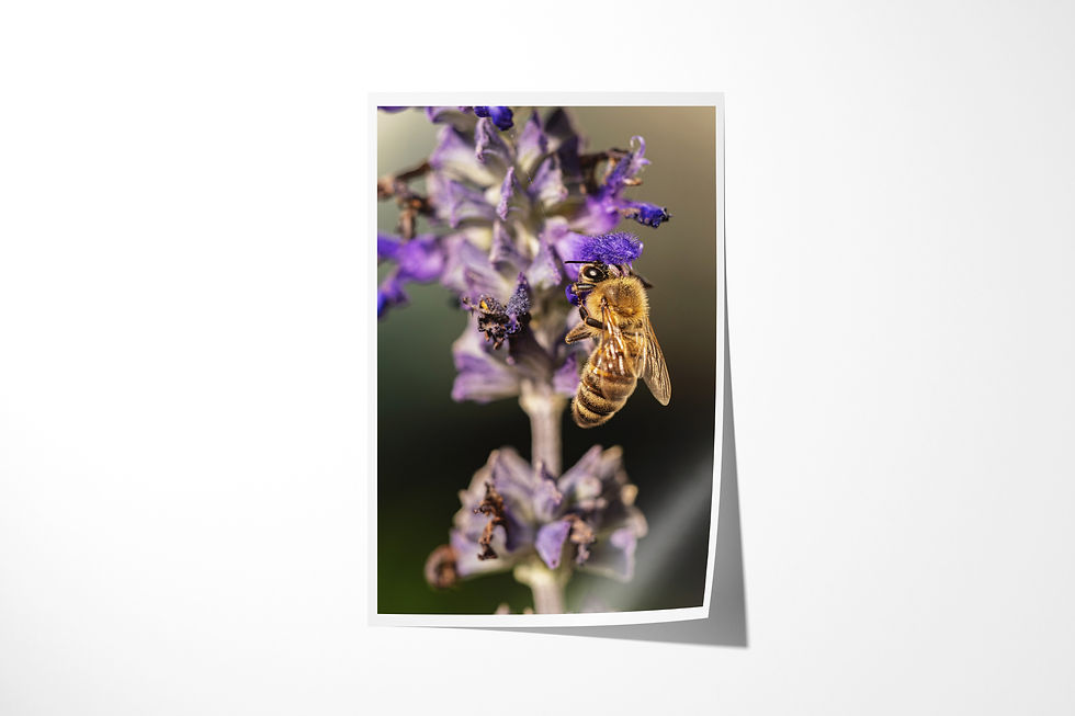 The Dance unframed fine art print: a honeybee climbing purple mealycup sage