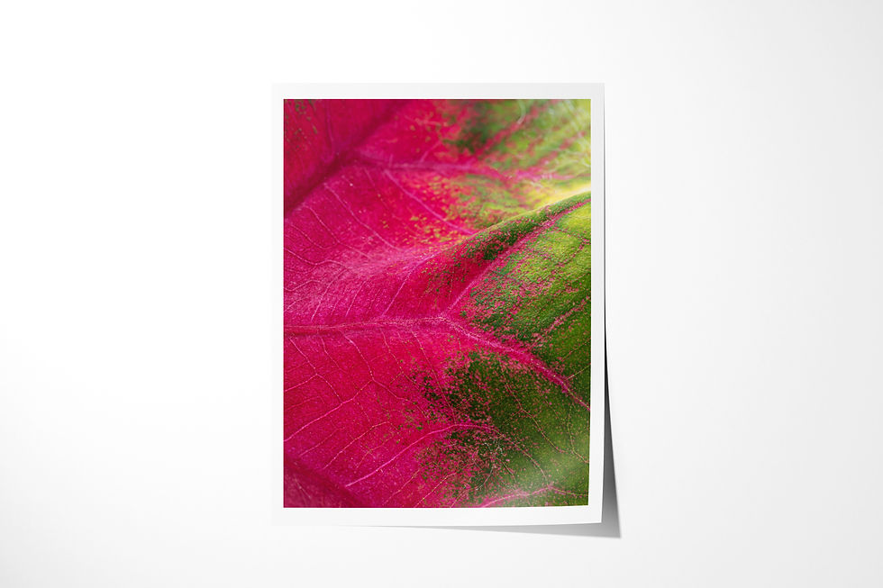 Becoming unframed fine art print: a caladium leaf shifting from deep magenta to fresh green