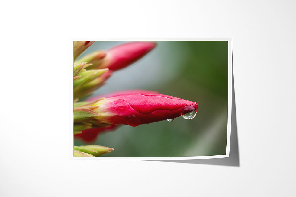 The Spiral Keeps unframed fine art print: a raindrop balanced on the tip of a spiraled pink oleander bud