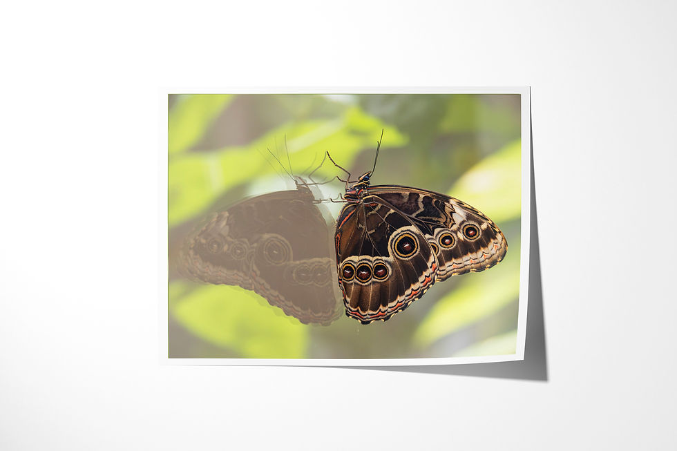 The Other Side of Blue unframed fine art print: the brown underside of a blue morpho butterfly with its eyespots