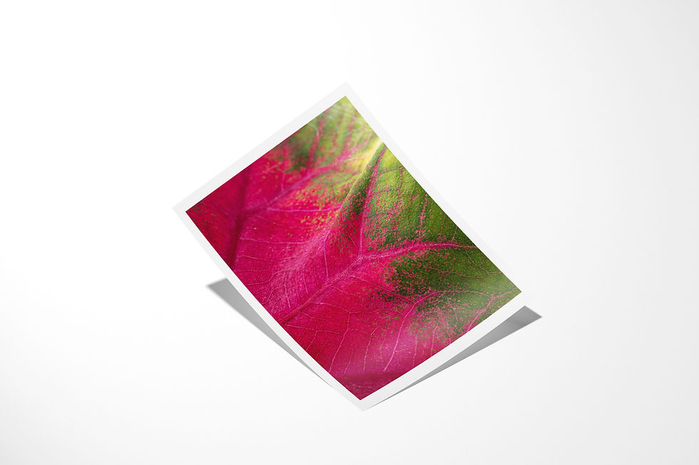 Thumbnail: Becoming unframed fine art print: a caladium leaf shifting from deep magenta to fresh green
