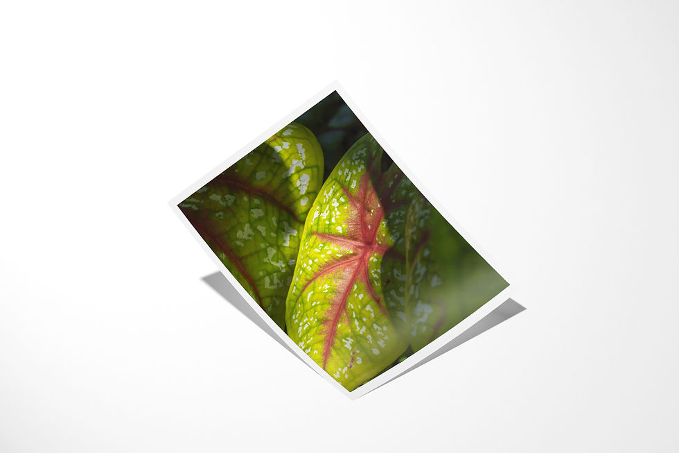 Thumbnail: Speckled Light unframed fine art print: a beam of sunlight on a speckled caladium leaf