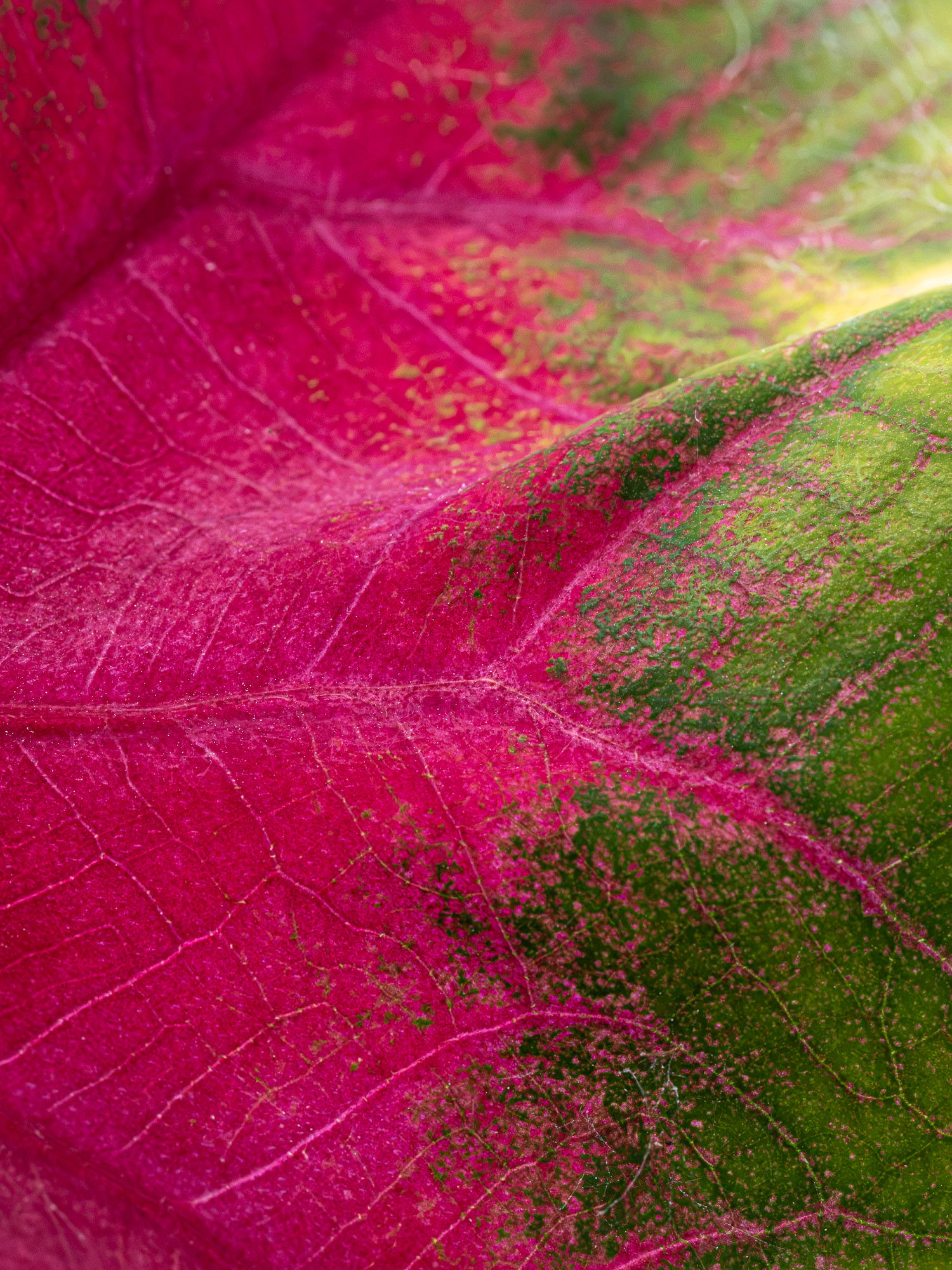 Becoming: a caladium leaf shifting from deep magenta to fresh green, macro nature photograph from northern Belize