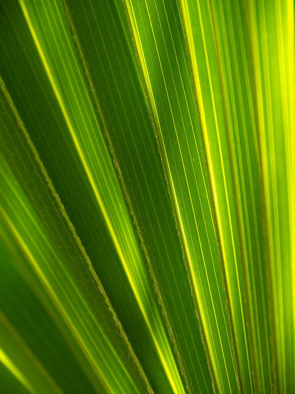 Striations: sunlight glowing through the pleated leaf of a palm, macro nature photograph from northern Belize