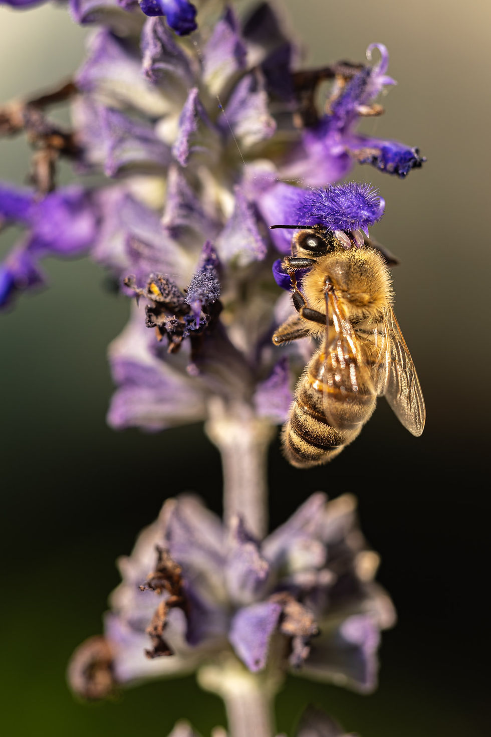 The Dance: a honeybee climbing purple mealycup sage, macro nature photograph from Red Deer, Alberta