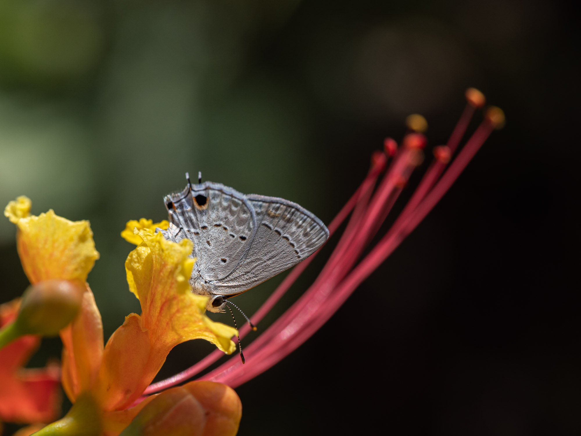 Bluewink: a tiny ceraunus blue butterfly on red and yellow pride of Barbados flowers, macro nature photograph from northern Belize