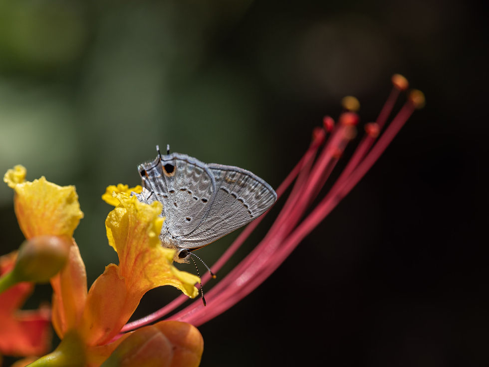 Bluewink: a tiny ceraunus blue butterfly on red and yellow pride of Barbados flowers, macro nature photograph from northern Belize