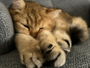 The Day Morris Chose Me: And Other Truths About Finding Your Perfect Pet