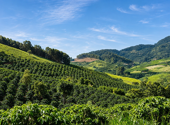 Himalaya coffee farm web.png