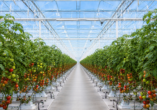 Greenhouse1.png