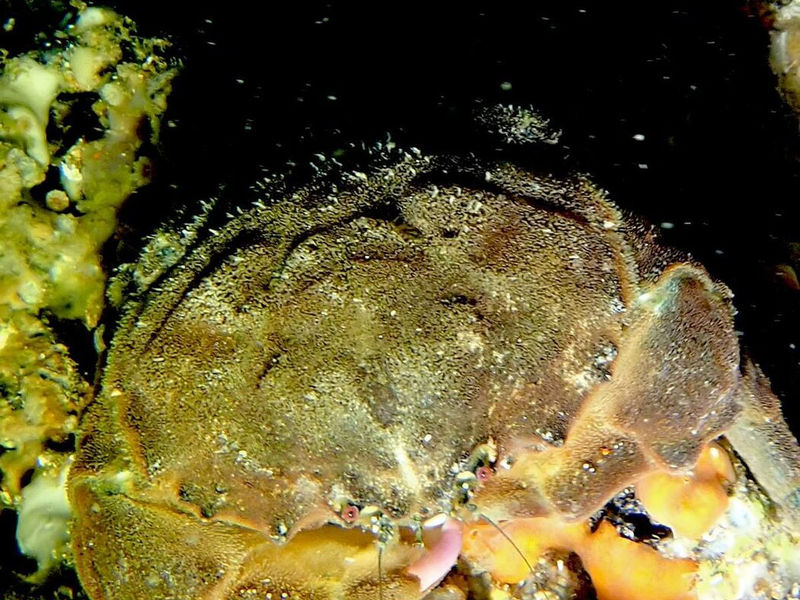 Sponge crab – Squatina Diving