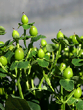 Green Hypericum