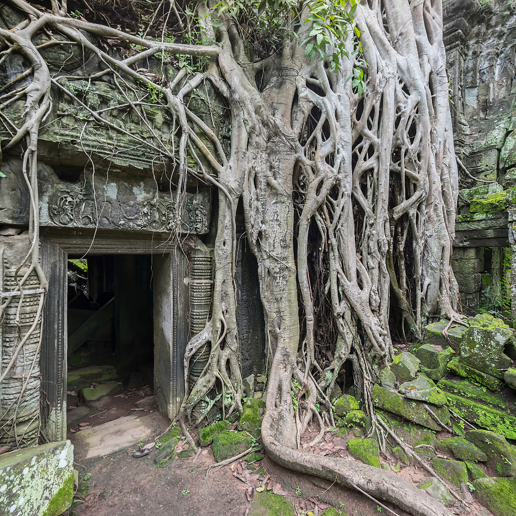 Tomb Raider Tree Angkor Wat Siem Reap Tour