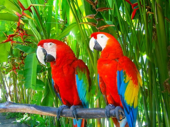 Parrot Birds Park Bali Tour