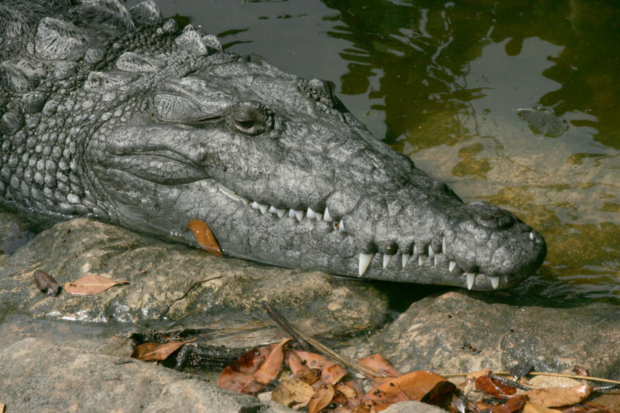 Asam Kumbang Crocodile Farm Bukittinggi Tour